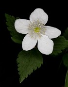 Anemone deltoidea 15-0989